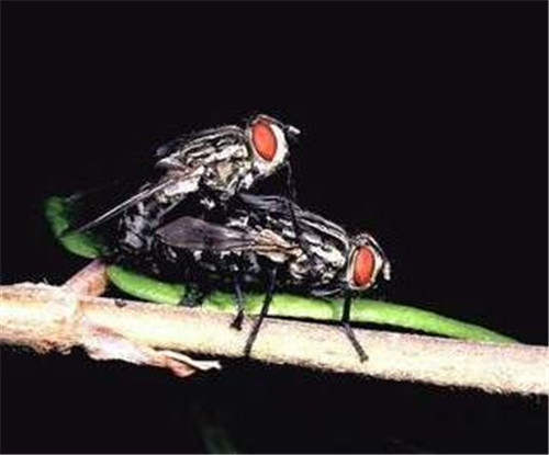一只母苍蝇在一生中可以孵化1000个后代。