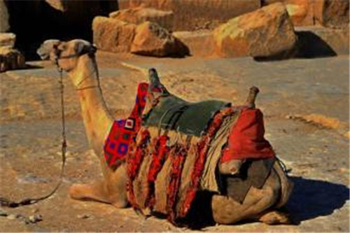 骆驼有三层眼皮,用以抵抗风沙。