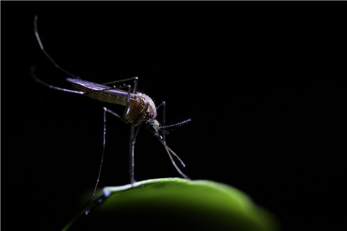 蚊子一次能够吸食相当于自身体重1.5倍的血液