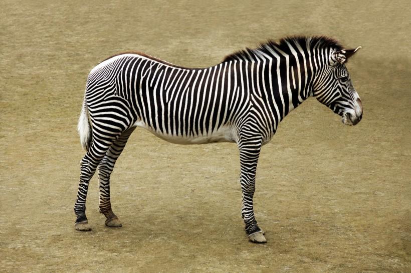 斑马是黑色的皮肤，长着白色的条纹。
