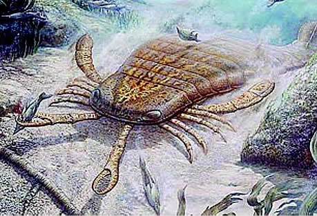 在恐龙时代，有一种巨型蝎子体长将近1米
