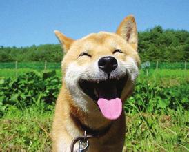 人类的微笑和狗摇尾巴是类似的沟通形式