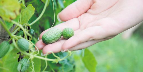 世界上最小西瓜仅有拇指大小