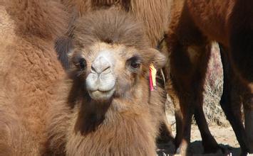 骆驼可以随意打开或关闭它们的鼻孔