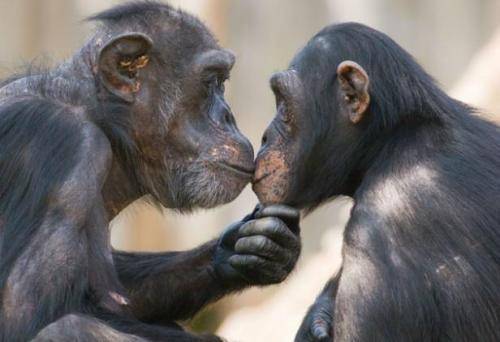 大猩猩丁丁里有骨头，可在不勃起时进行交配