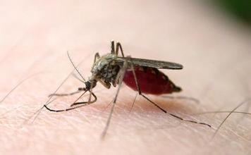蚊子每次叮咬吸吮大约五千分之一毫升的鲜血