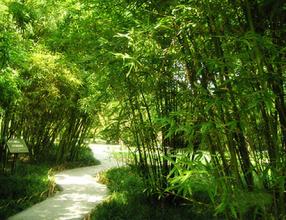 竹子是最高的草本植物