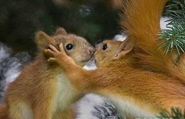 松鼠用接吻来辨识身份