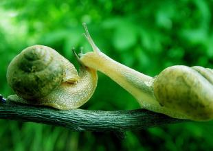 蜗牛是雌雄同体动物