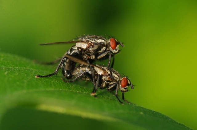 最常见的黑腹果蝇精子有1.8毫米长