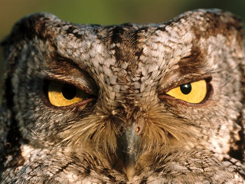 猫头鹰眼睛不会转，因为眼球是柱状的