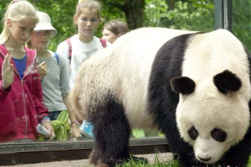 西方群众第一次认识到大熊猫是在1869年