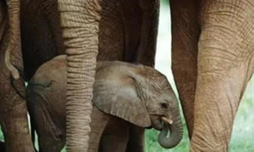 小象宝宝会吮吸自己的鼻子