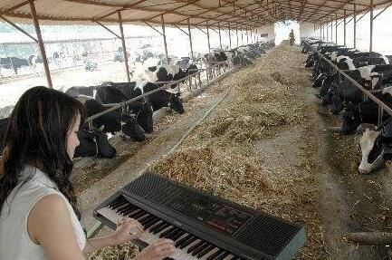 奶牛听音乐时可以供应更多牛奶