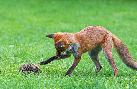 狐狸捕食刺猬时会在刺猬身上尿尿