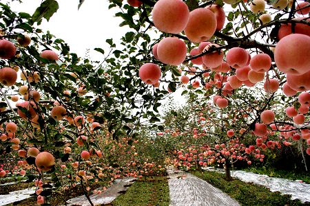 富士苹果原产地是日本