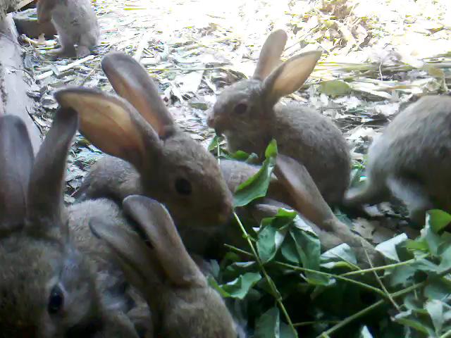一只雌兔一年最多能繁衍出800只兔子兔孙