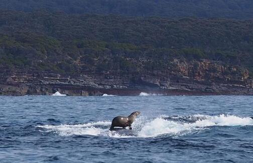 海狗可以坐在座头鲸身上冲浪