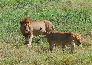 公狮在一个狮群通常只待两年