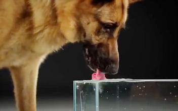 狗喝水时是把舌头卷成勺子形状的