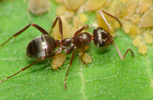 只有人类和蚂蚁两种动物会驯养其它物种