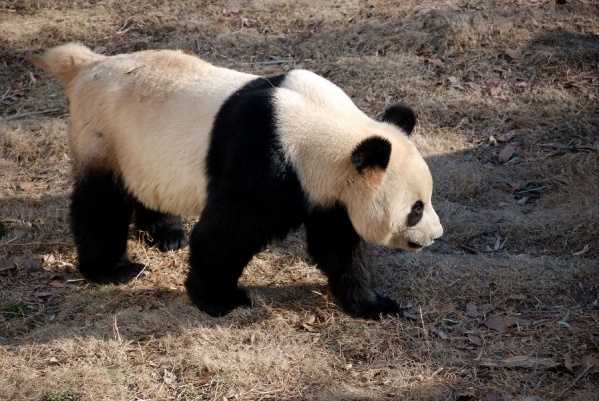 所有熊猫的尾巴都是白色的