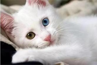 猫咪的眼睛是五颜六色的