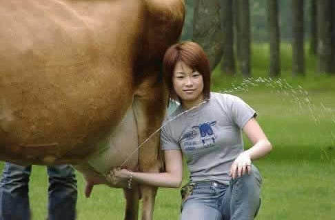 奶牛只有生小牛时才会产奶