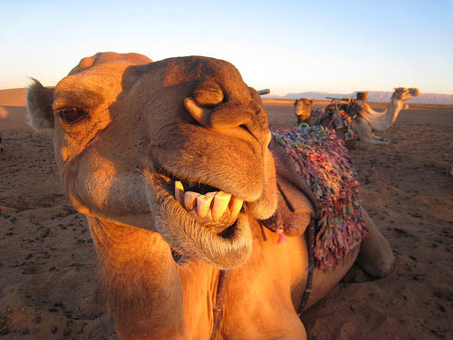 骆驼被誉为沙漠之舟