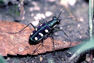 虎甲虫是陆地上跑的最快的动物，一秒能跑出自身体长171倍