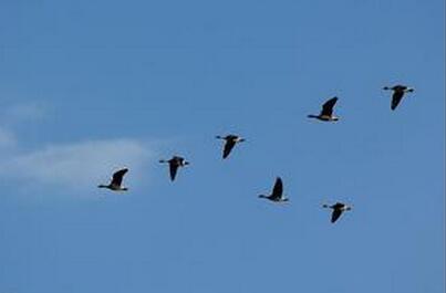 鸟类聚在一起要飞人字形可以帮助鸟类节省能量