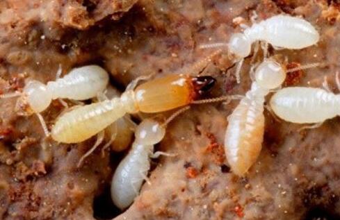 白蚁其实是蟑螂家族的一员