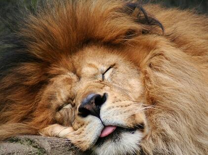 狮子平均一天要睡18到20小时