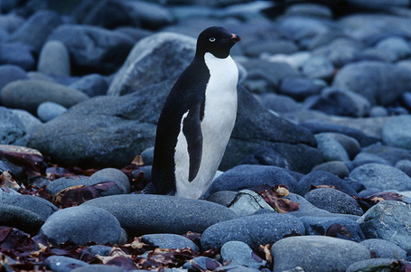 阿德利企鹅会通过"性交易"方式从其他雄企鹅那里交换筑巢用的卵石