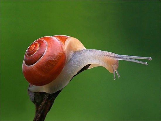 蜗牛排便不是在尾部，而是在呼吸孔旁有一个小孔