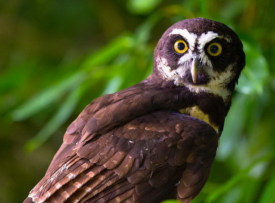 猫头鹰是目前发现的头部最能转的动物