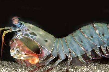 皮皮虾拥有16种感受色觉的视锥细胞