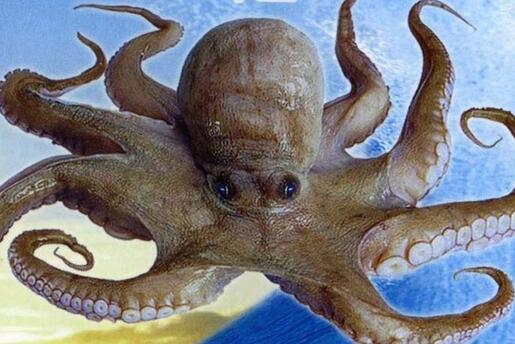 雄性章鱼的8个触手中有一根是它的生殖器