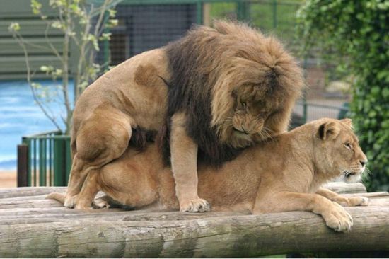 一只成年的雄性狮子在发情期内，一天可以与雌狮发生二三百次性行为