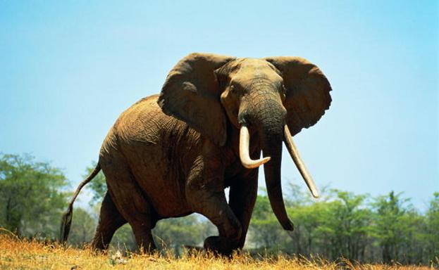 非洲象不论公母都长有长獠牙