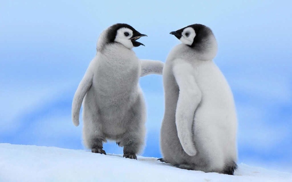 企鹅想求婚时，会送给对方一颗小卵石
