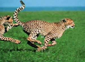 猎豹只是爆发力强，并不能长期保持高速