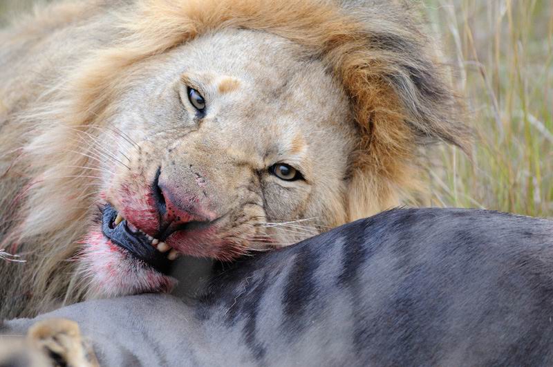 狮子进食前总是先用舌头舔猎物，然后再下口吃