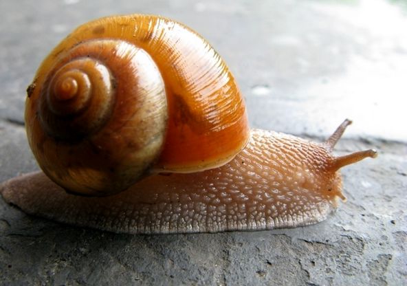 蜗牛是世界上牙齿最多的动物