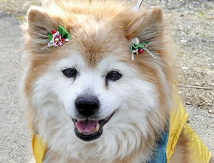 吉尼斯纪录认定世界最长寿的狗是日本Pusuke共活26岁9个月。