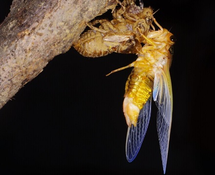 蝉在中国古代象征复活和永生，这个象征意义来自于它的生命周期：它最初是幼虫，后来成为地上的蝉蛹，最后变成飞虫。