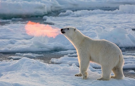 北极熊呼吸的气息在夕阳的映照下会呈现出火焰的效果。