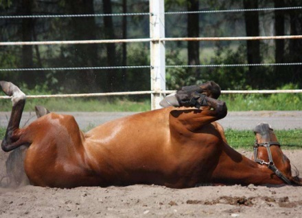 马睡觉不一定非在晚上，更不是一觉睡到大天亮。要是没人打搅它，它可以随时随地睡觉，站着、卧着、躺着都能睡觉。