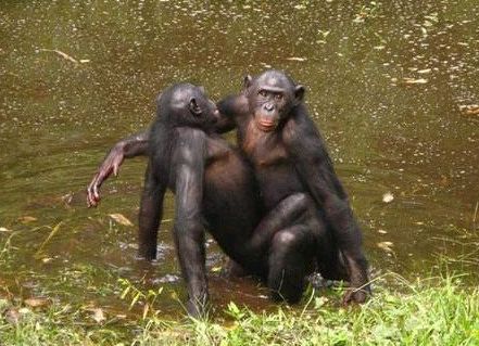 倭黑猩猩们一言不合就交配。在倭黑猩猩的社会中，任何问题都可以通过交配来解决。