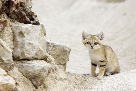 家猫的祖先据推测是起源于古埃及的沙漠猫
